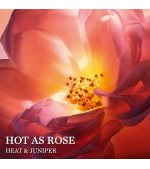 ABSOLUE HOT AS ROSE