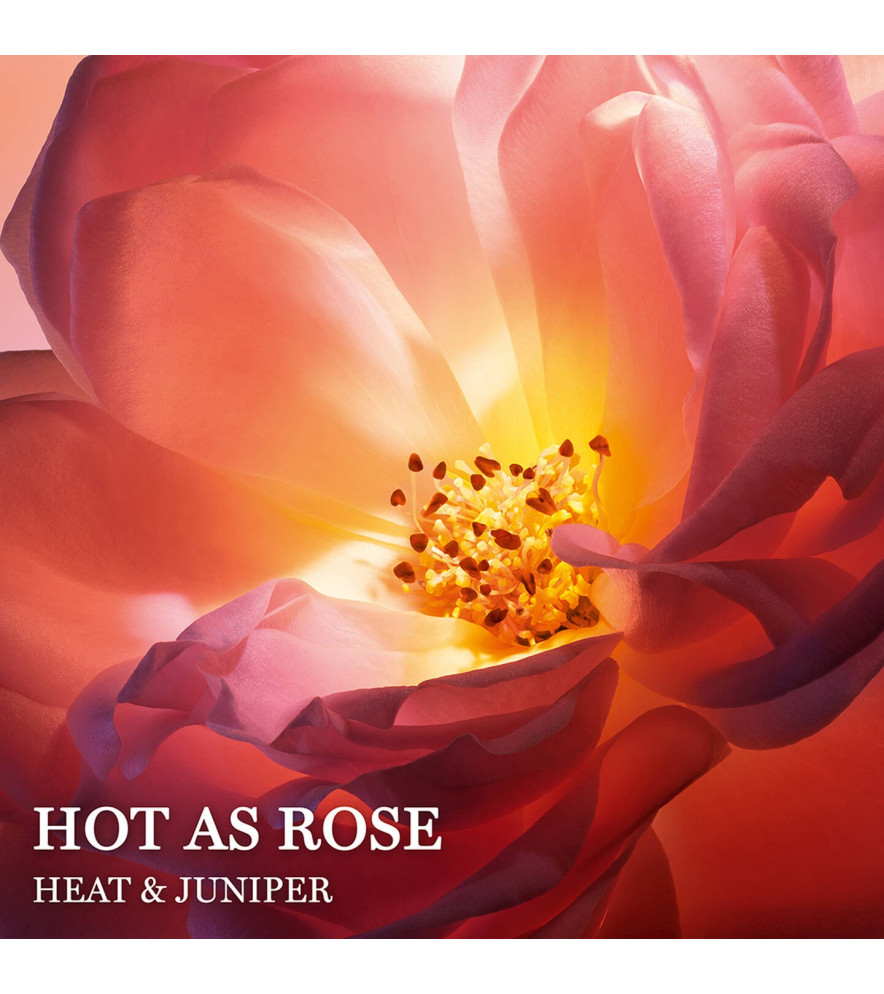 ABSOLUE HOT AS ROSE