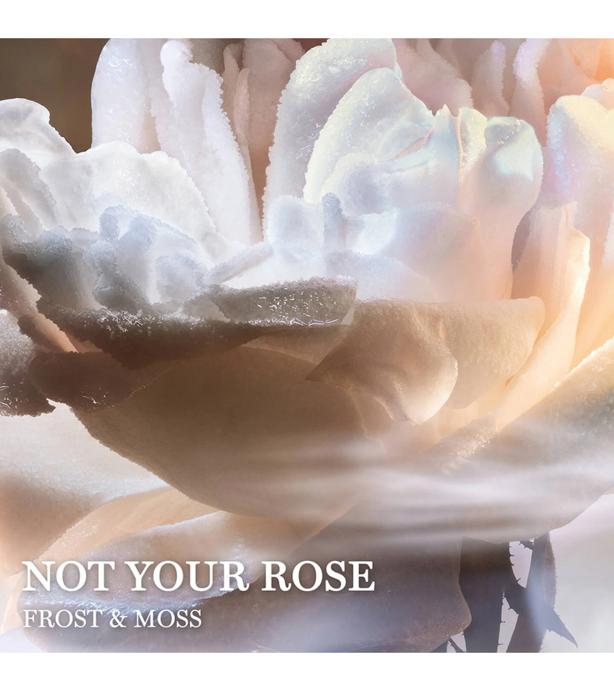 ABSOLUE NOT YOUR ROSE